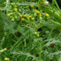 Senecio vulgaris L.